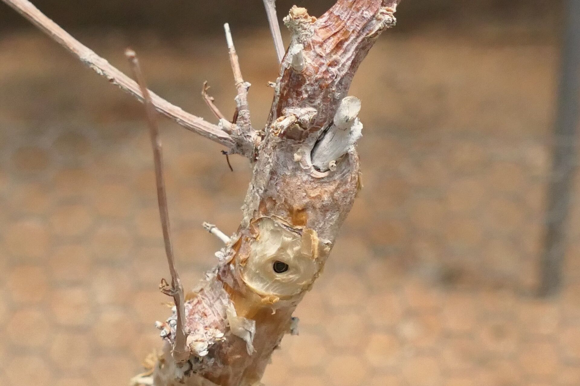 Commiphora virgata