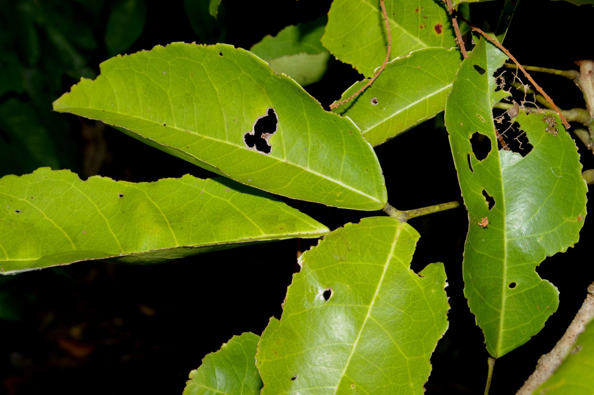 Connarus lentiginosus