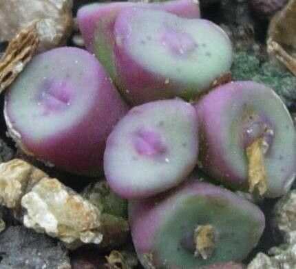 Conophytum chrisocruxum