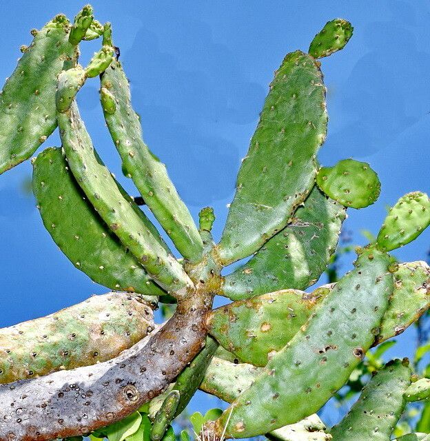 Consolea macracantha
