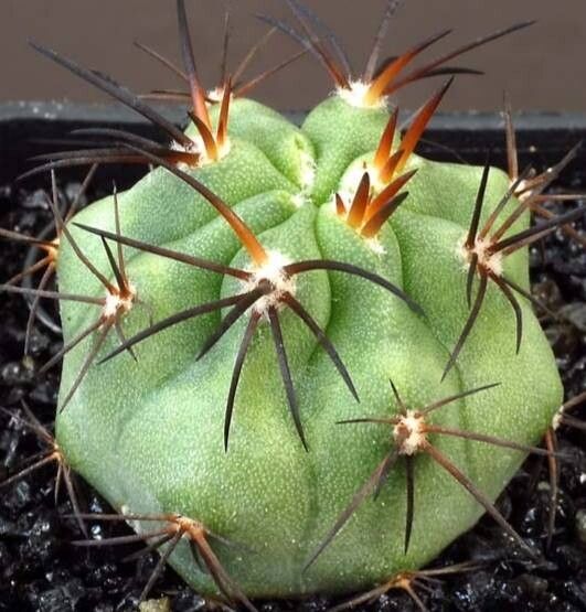 Copiapoa solaris