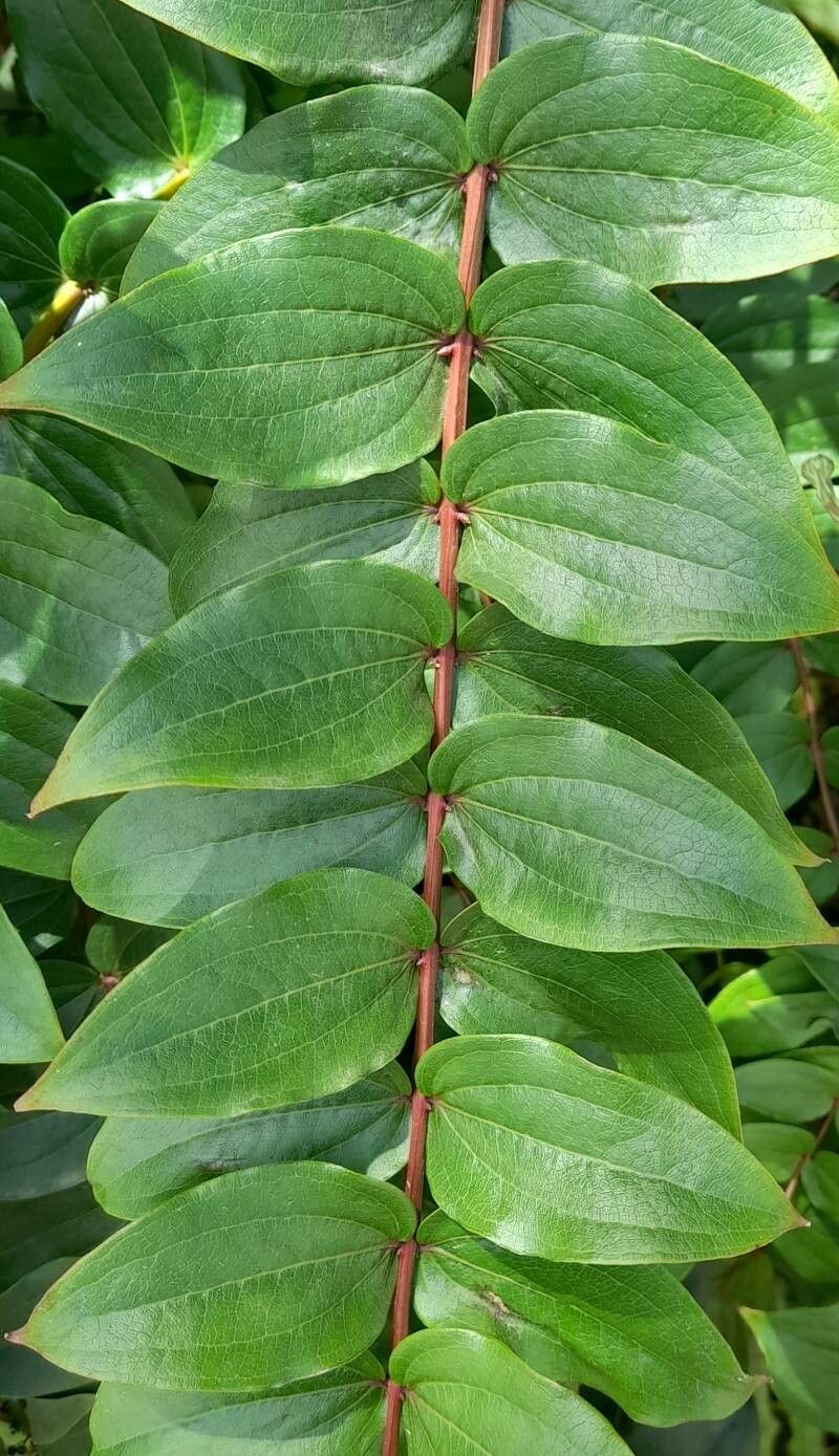 Coriaria ruscifolia