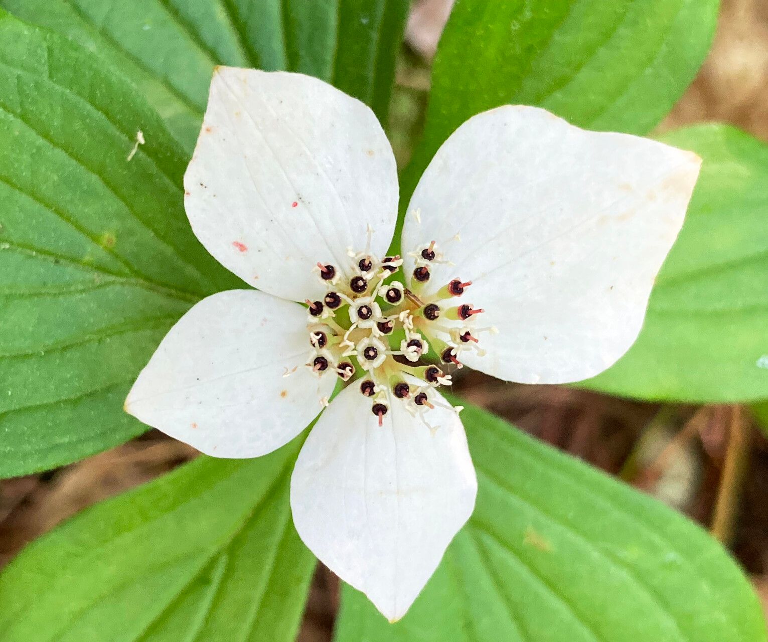 Cornus canadensis
