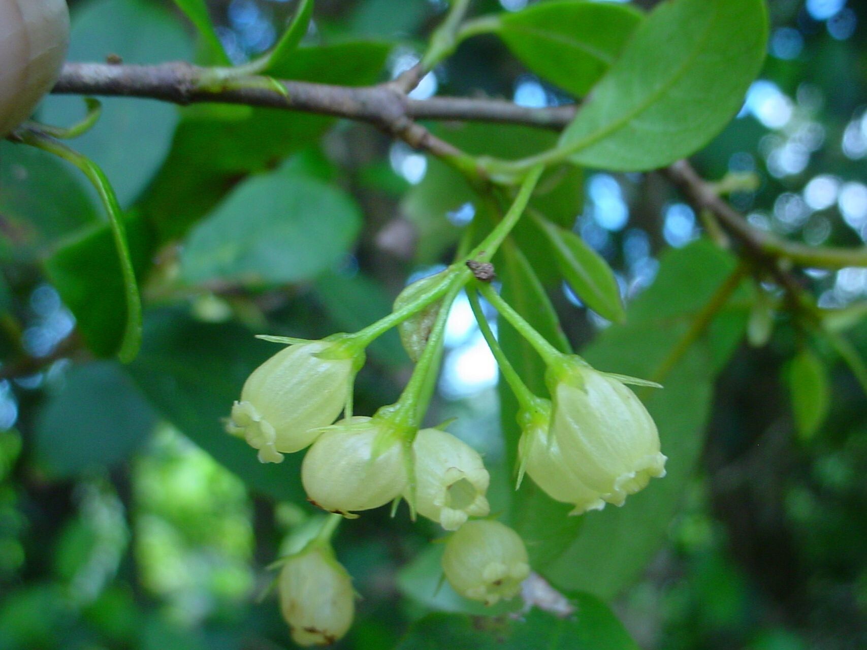 Coronanthera deltoidifolia
