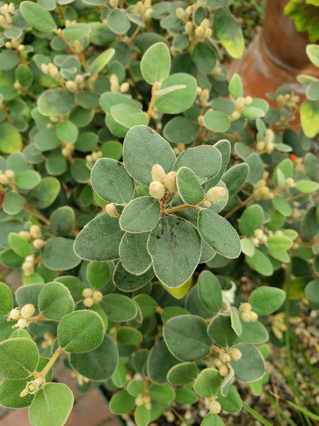 Correa backhouseana