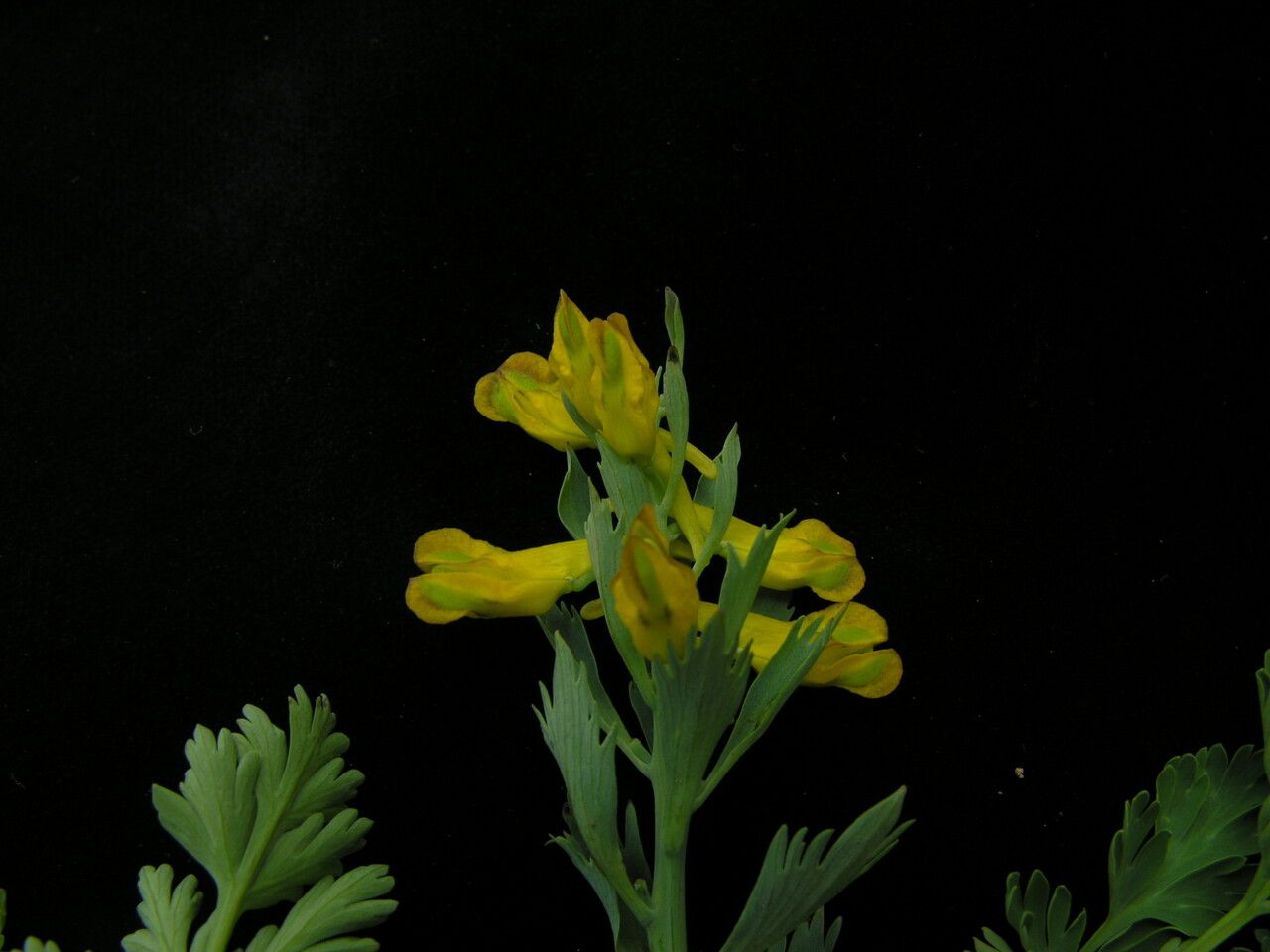 Corydalis govaniana