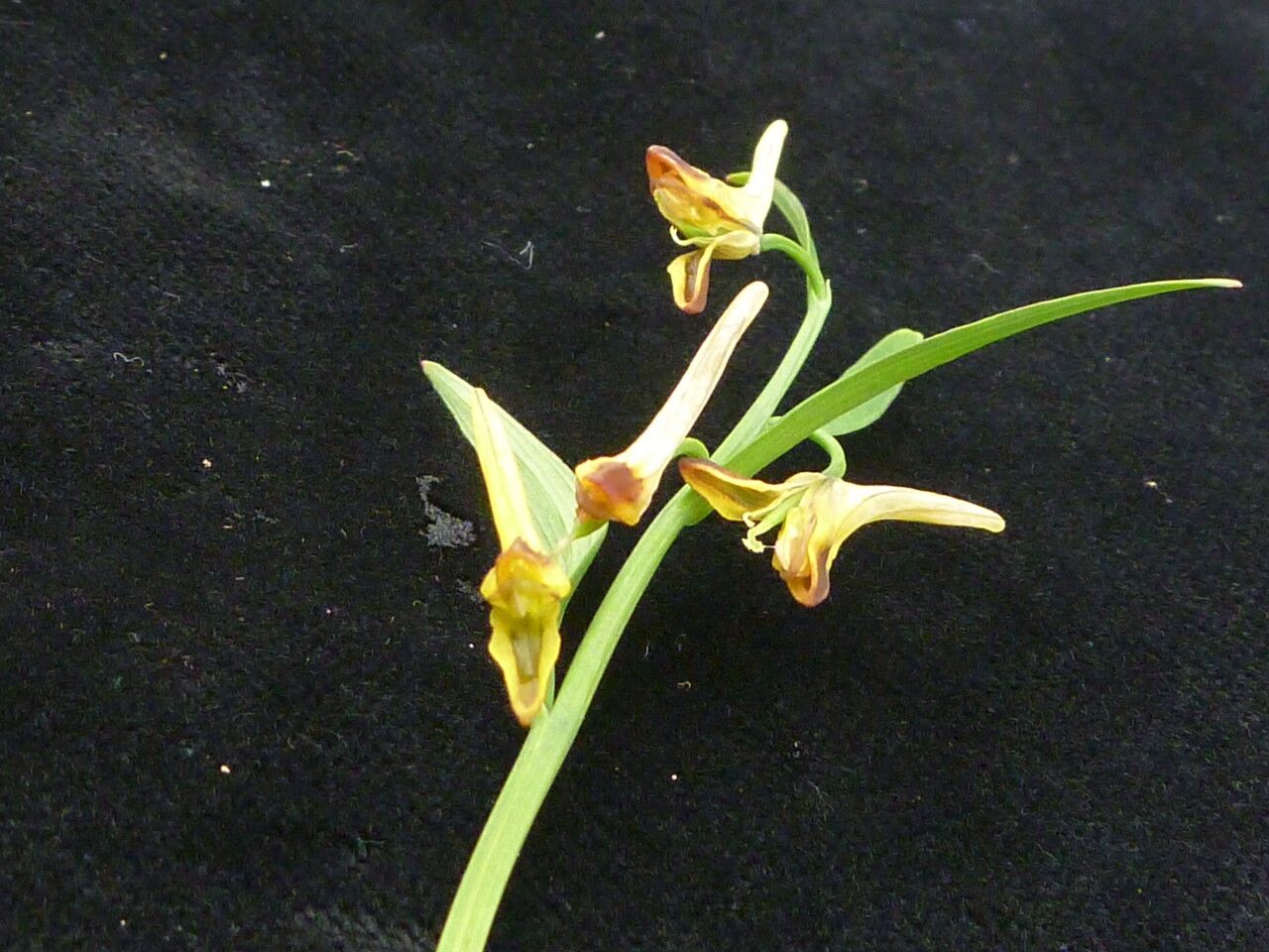 Corydalis pseudojuncea