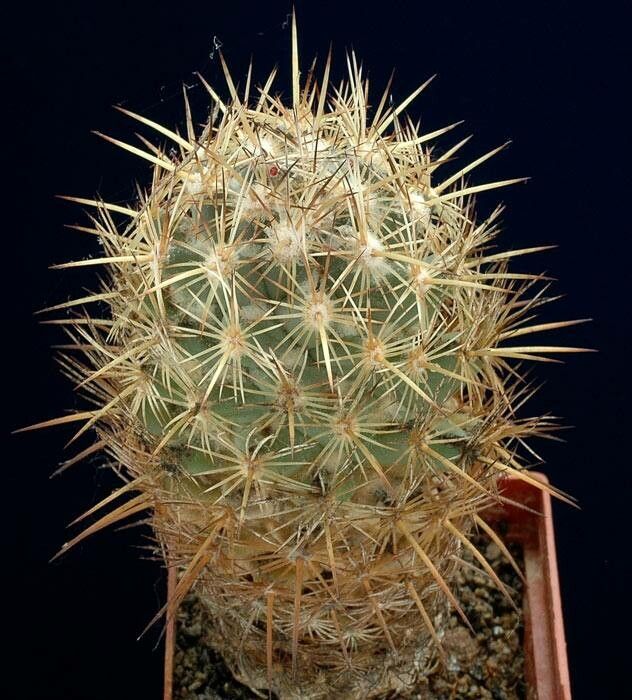 Coryphantha glanduligera