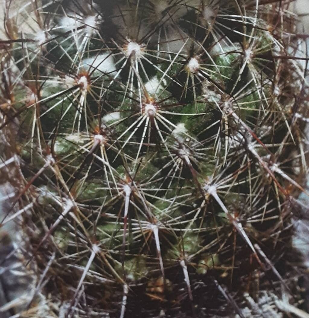 Coryphantha neglecta
