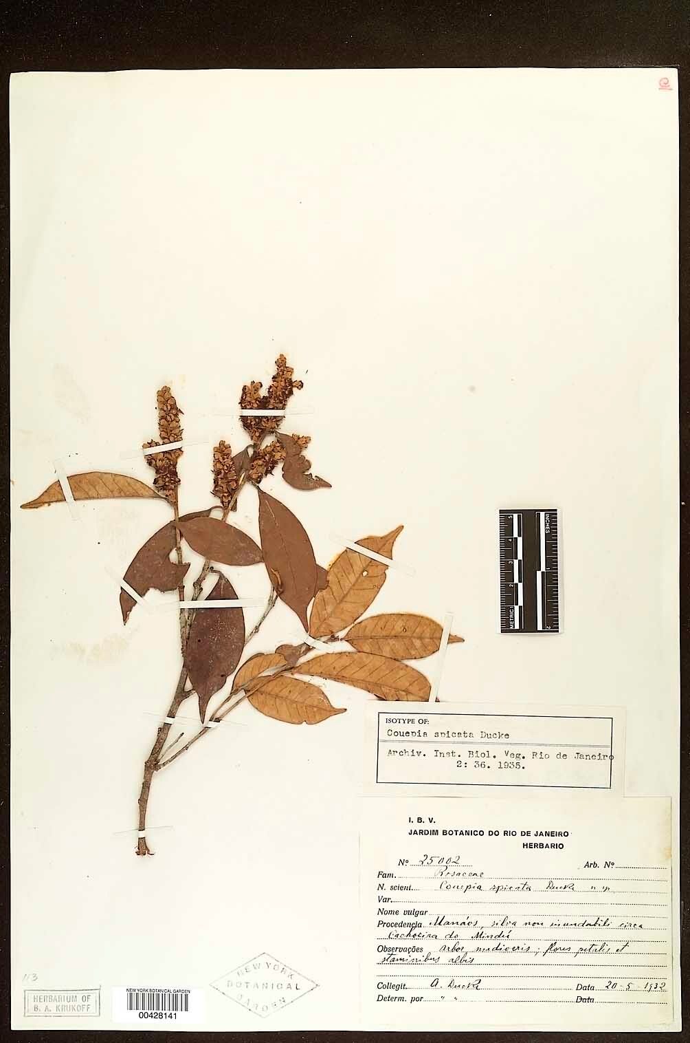 Couepia spicata