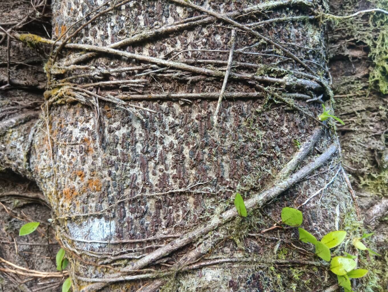 Coussapoa asperifolia
