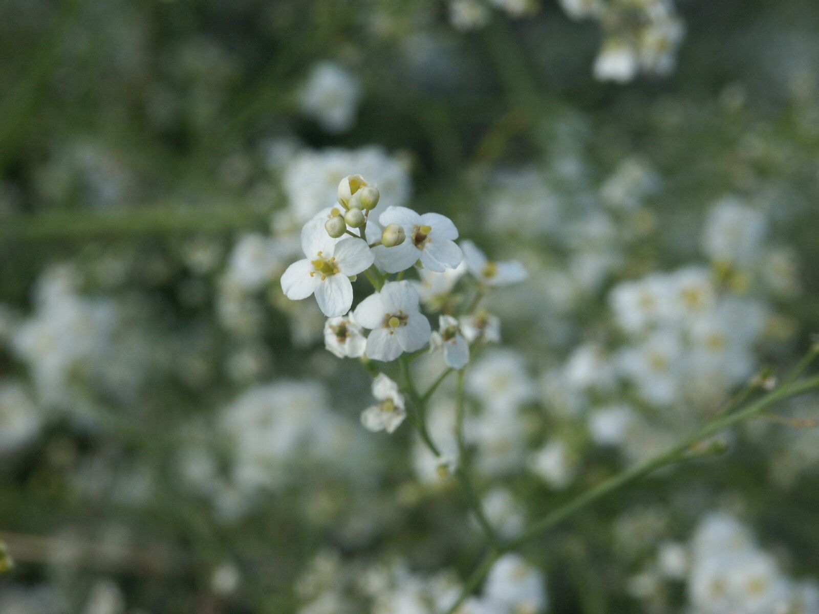 Crambe orientalis