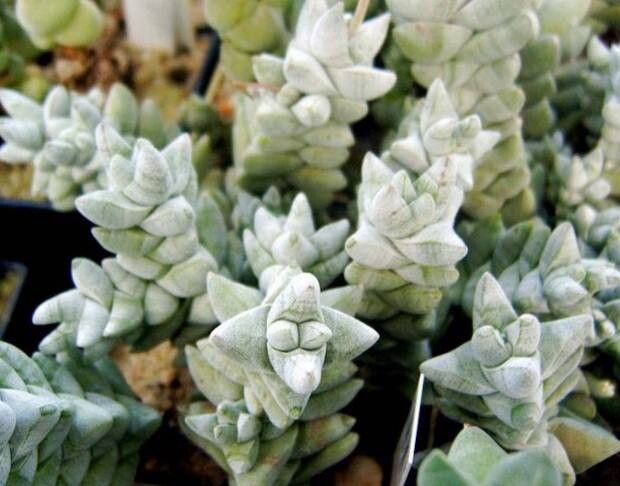 Crassula deceptor