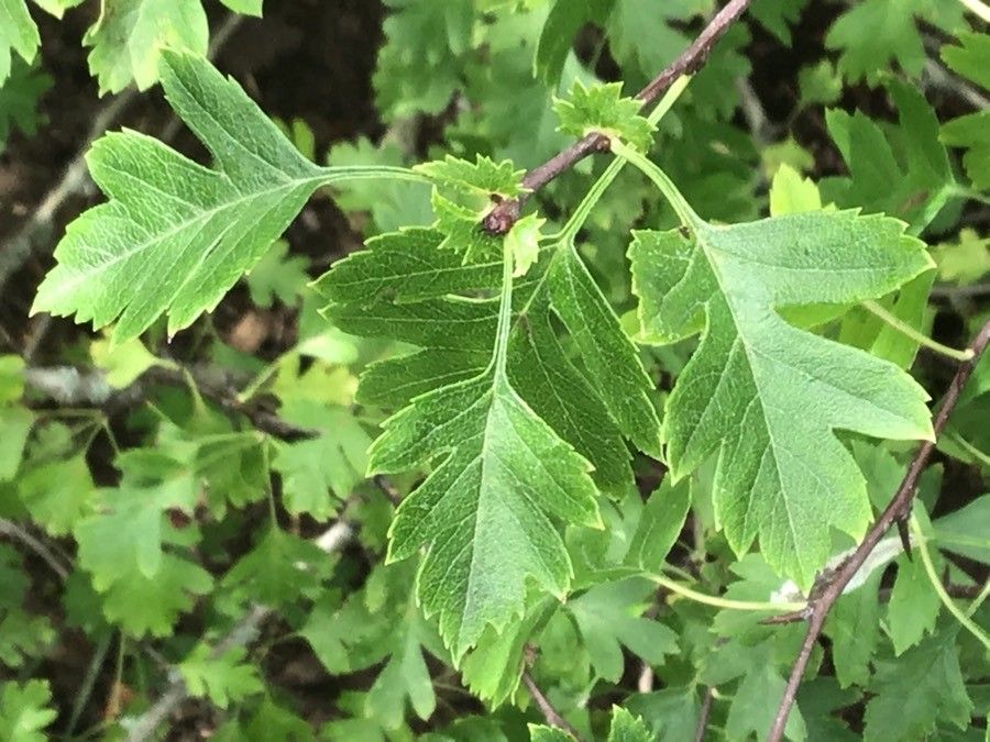 Crataegus atrorubens