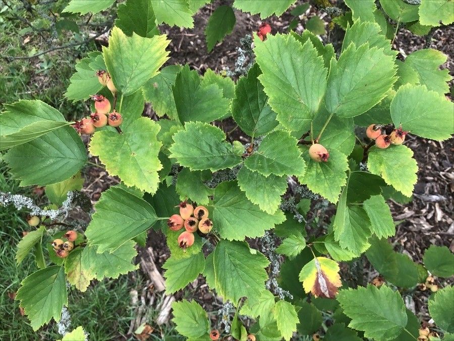 Crataegus fluviatilis