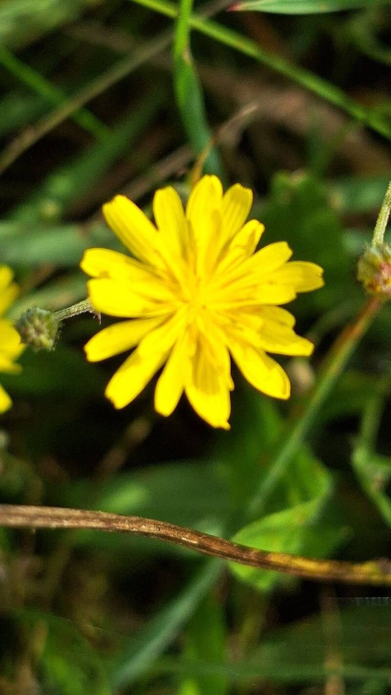 Crepis micrantha