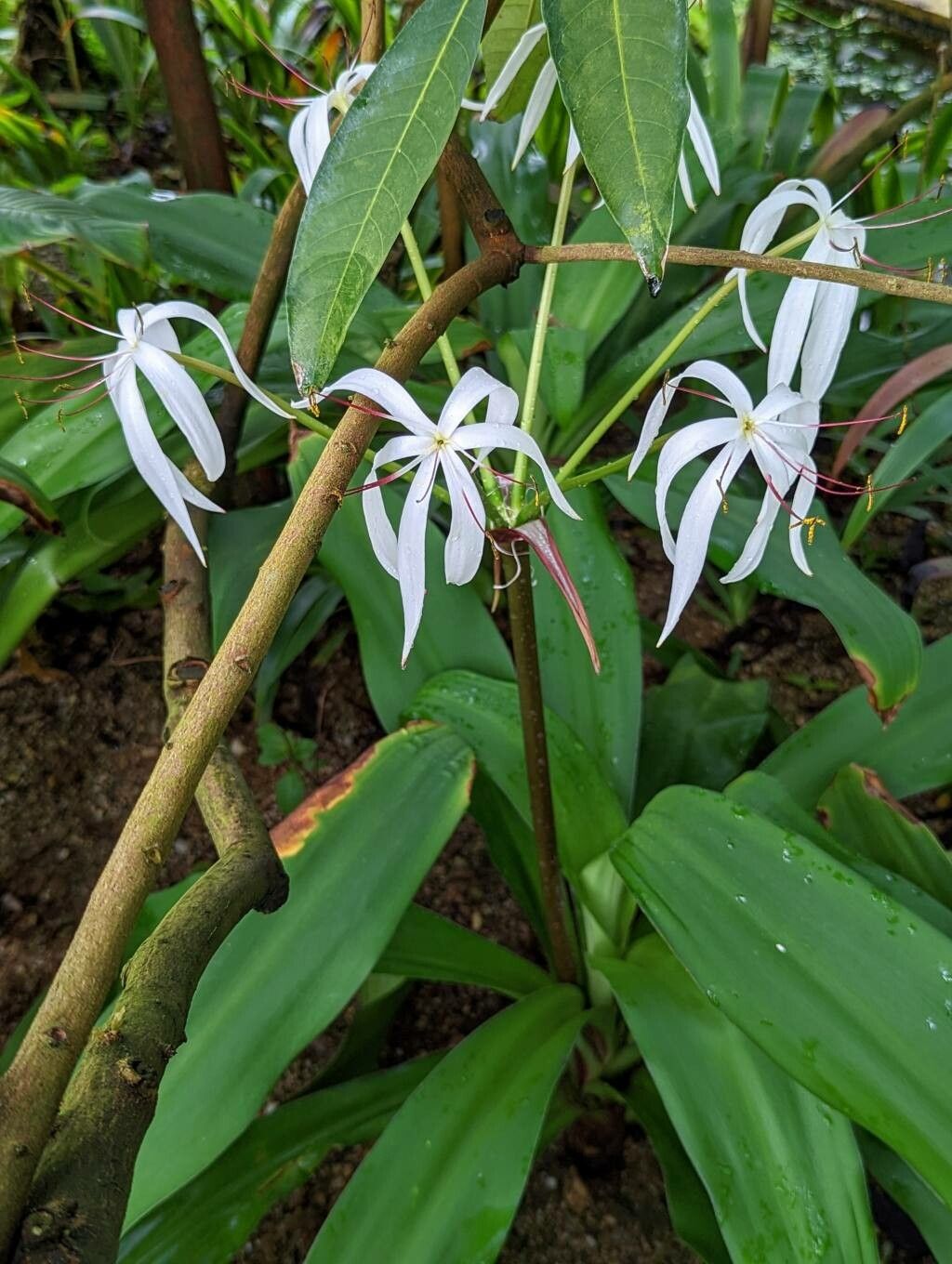 Crinum erubescens