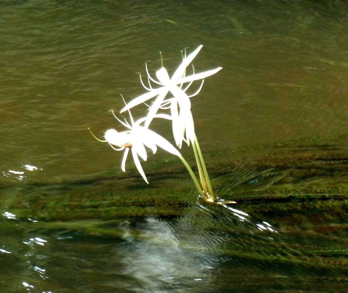 Crinum natans