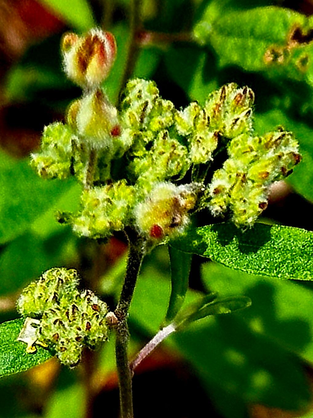 Crocanthemum corymbosum