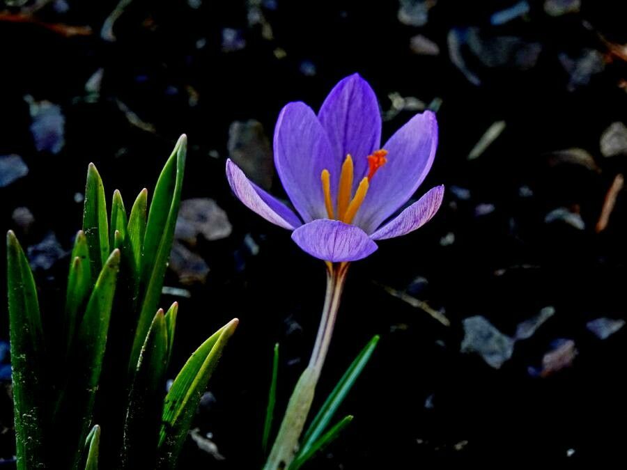 Crocus corsicus