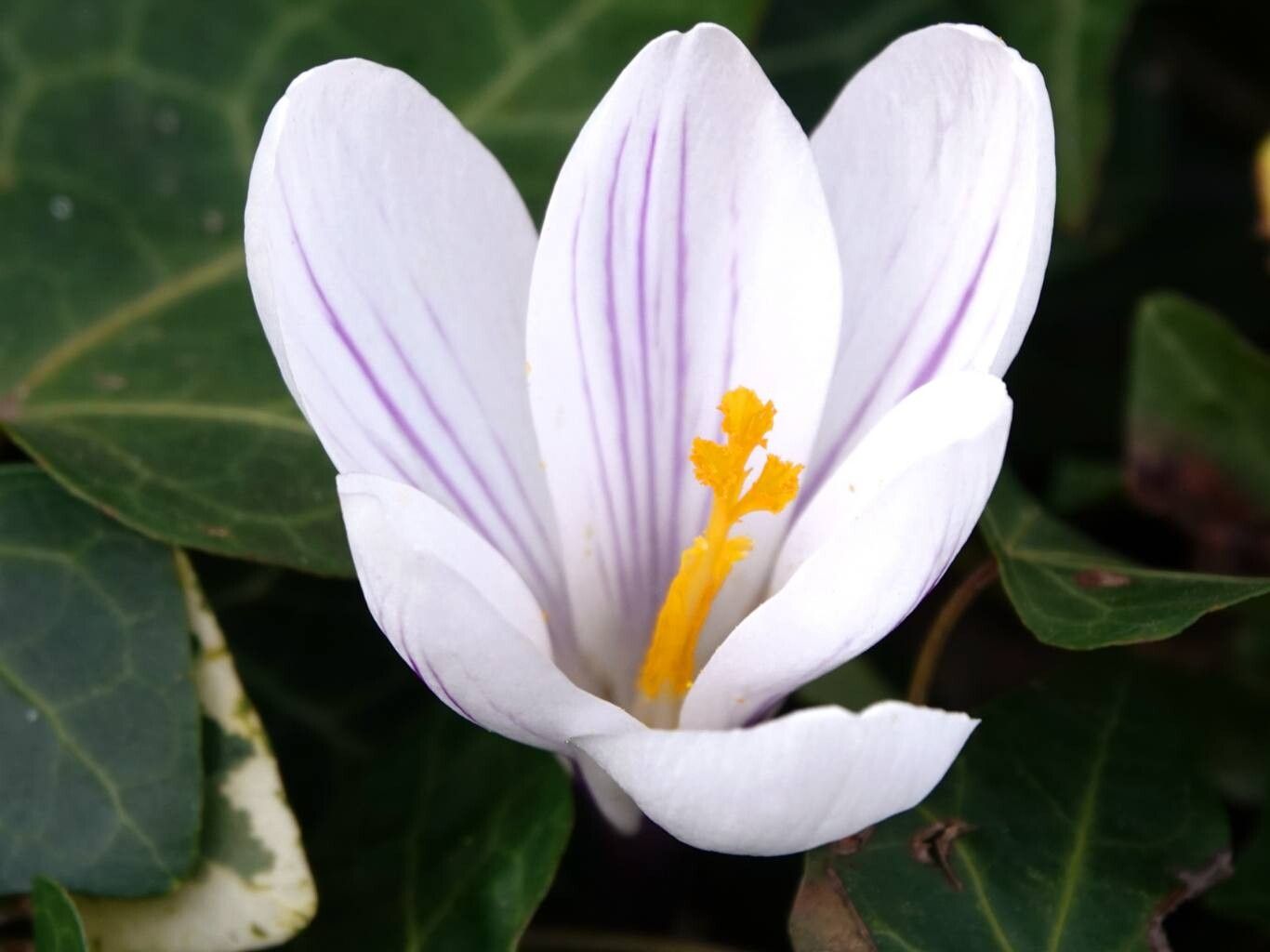 Crocus flavus