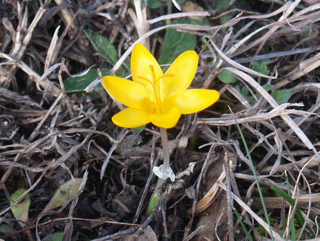 Crocus olivieri