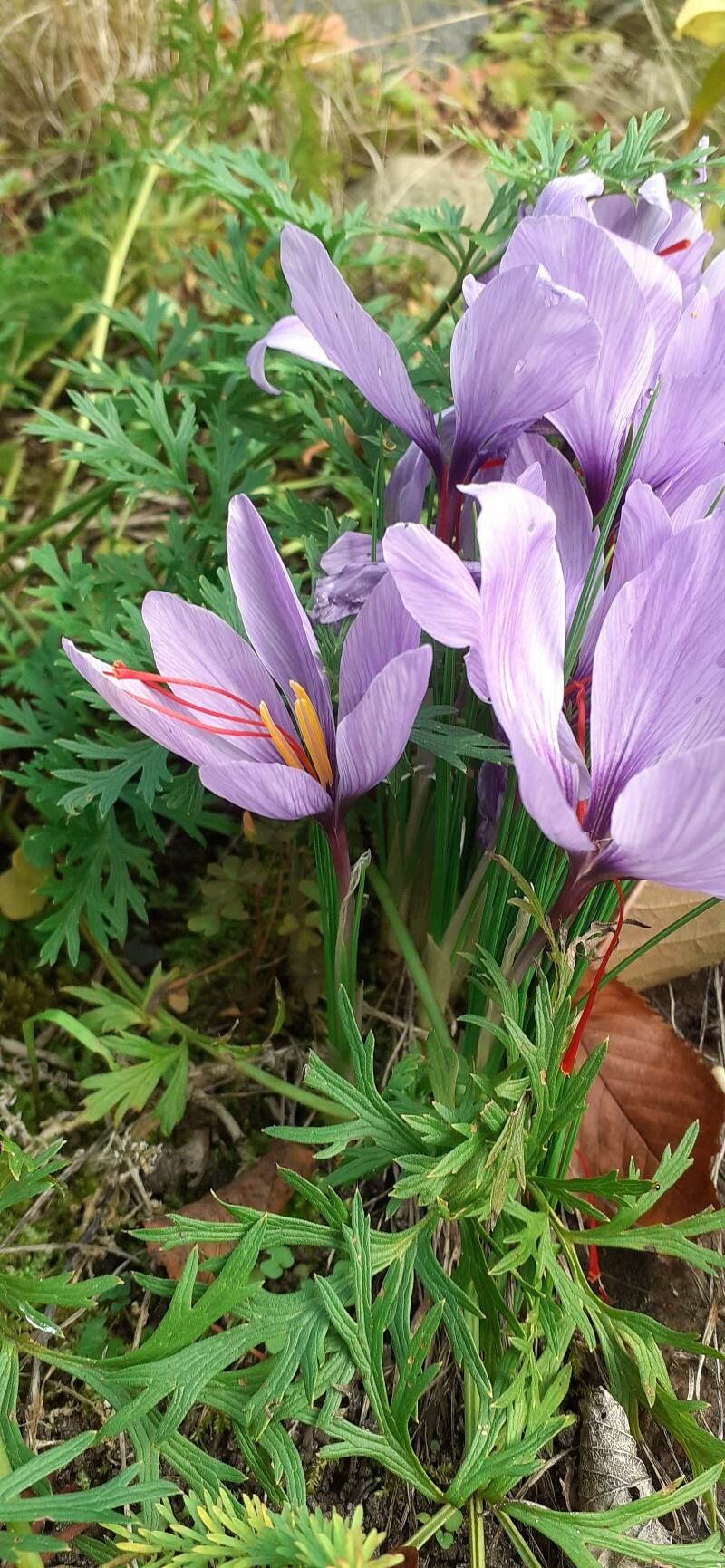Crocus pallasii