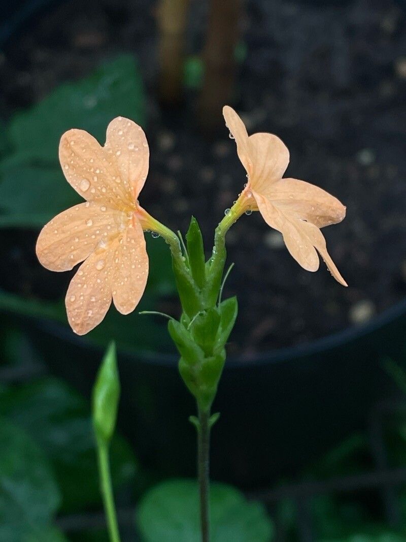 Crossandra puberula