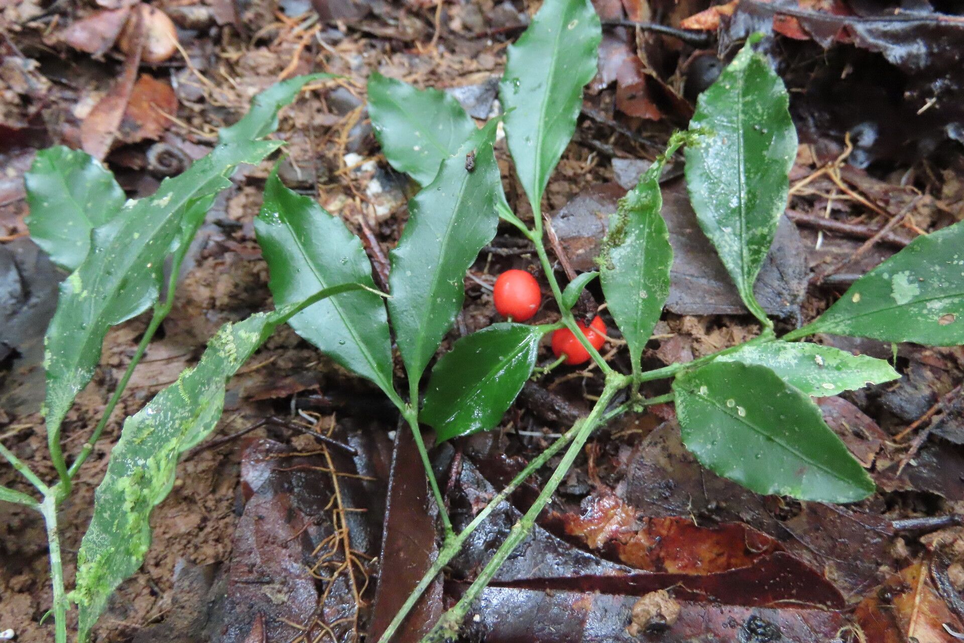 Crossopetalum enervium