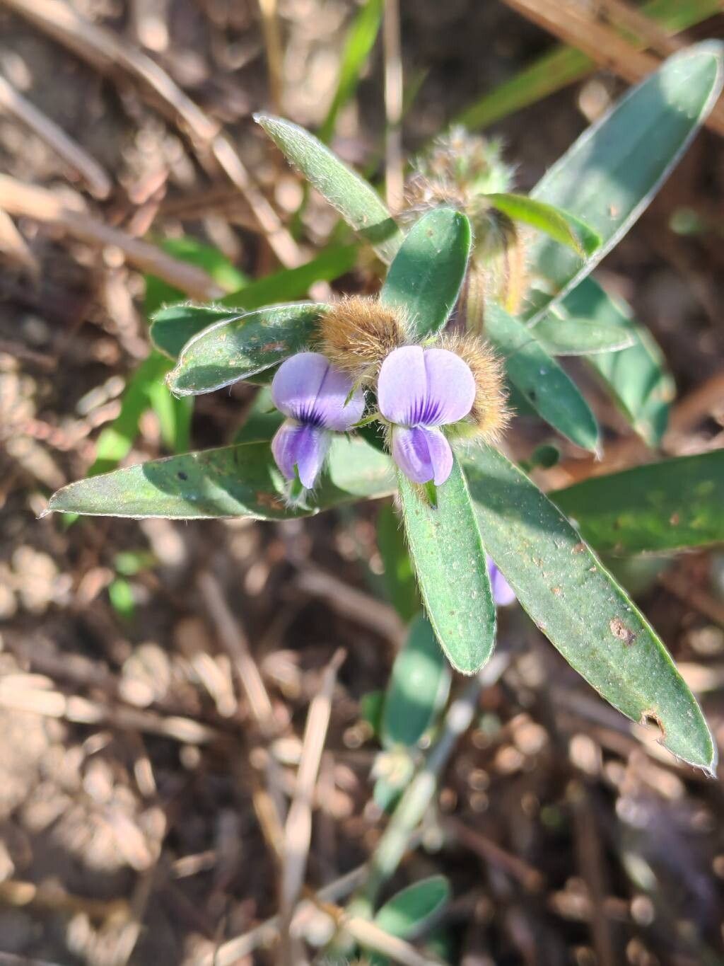 Crotalaria sessiliflora