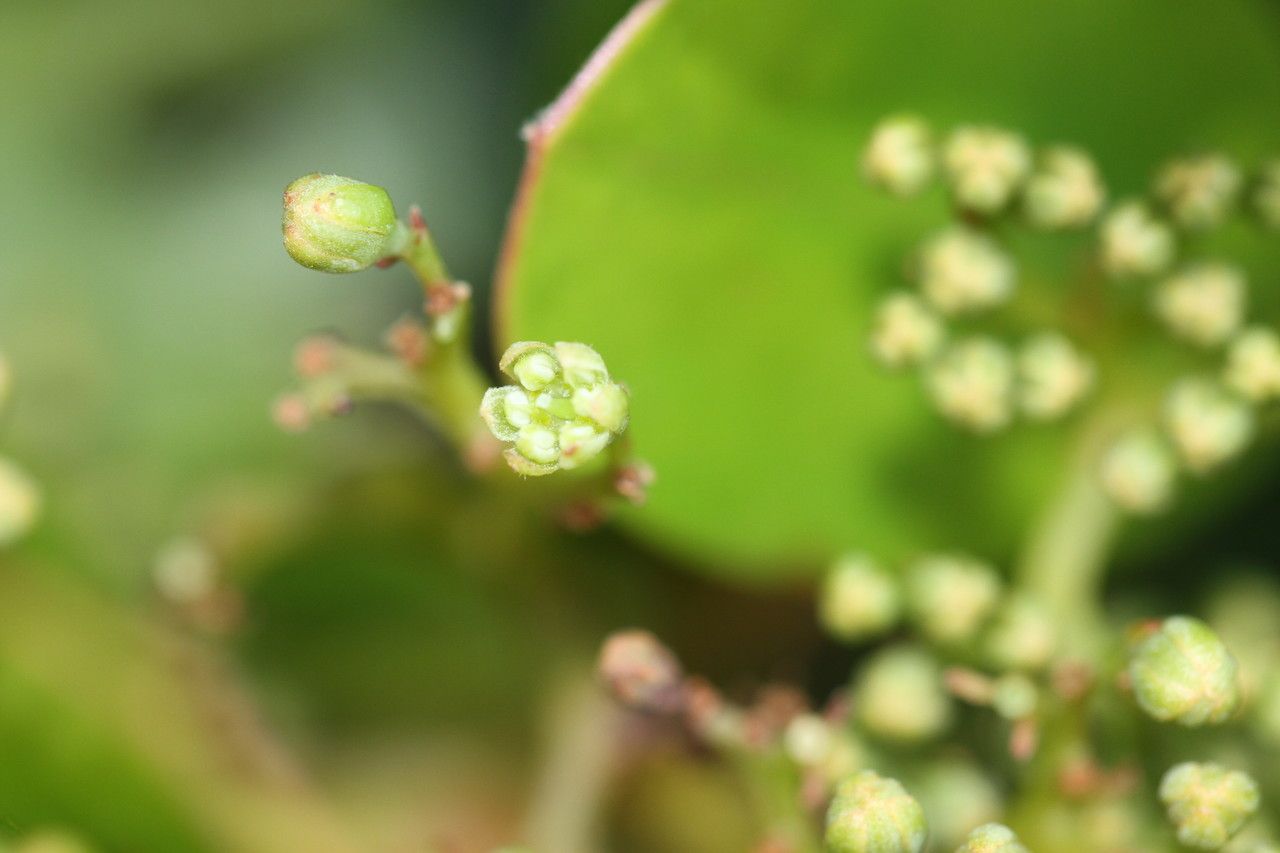 Cryptocarya aristata