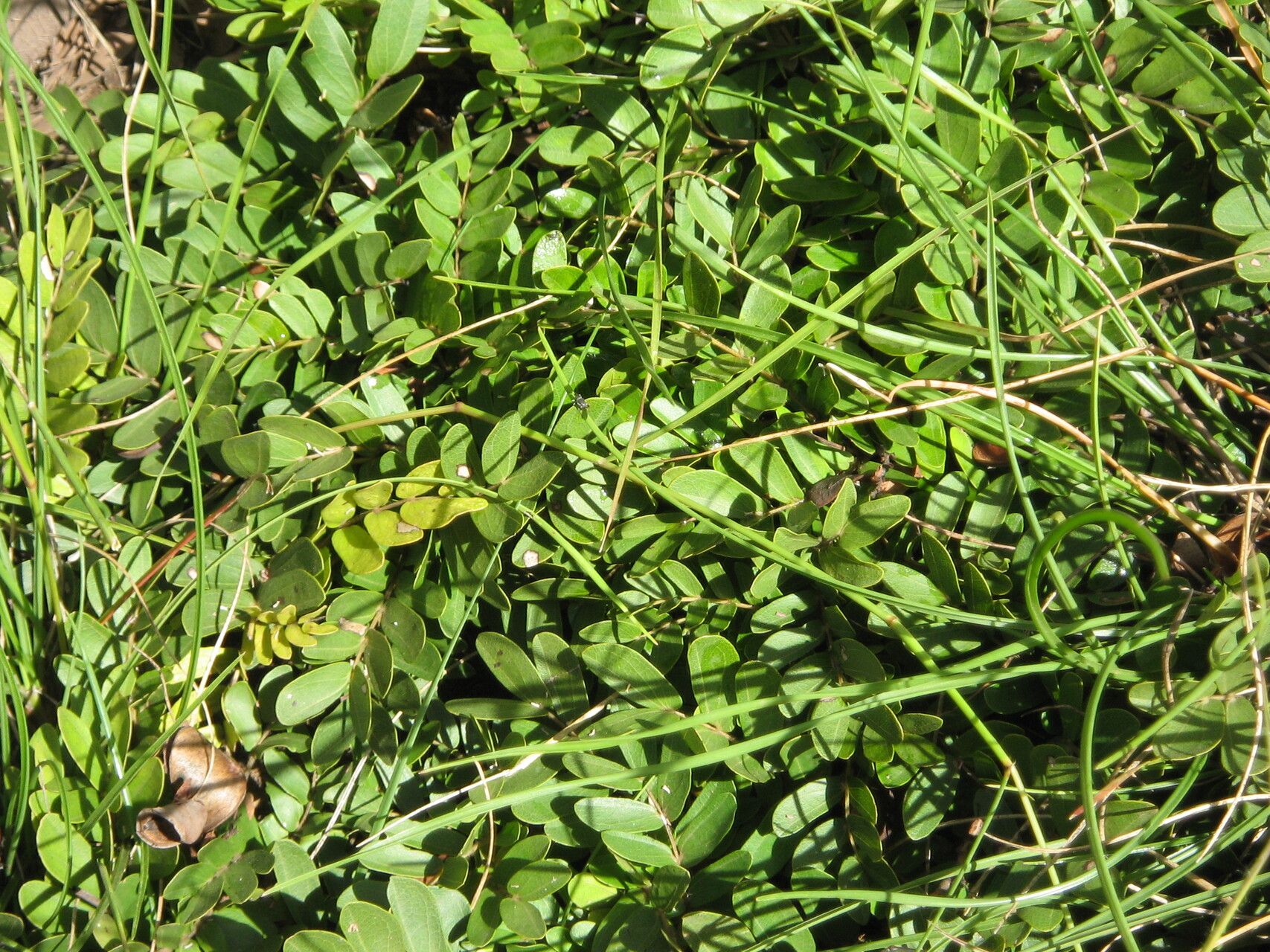 Cryptosepalum maraviense