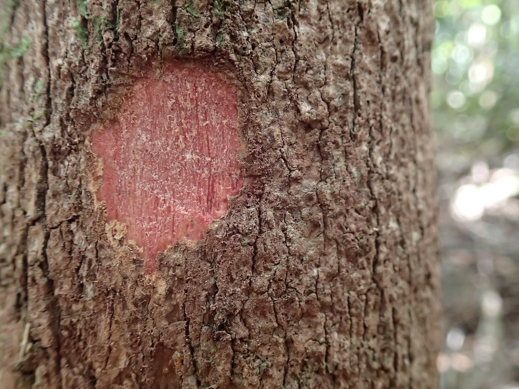 Cunonia balansae