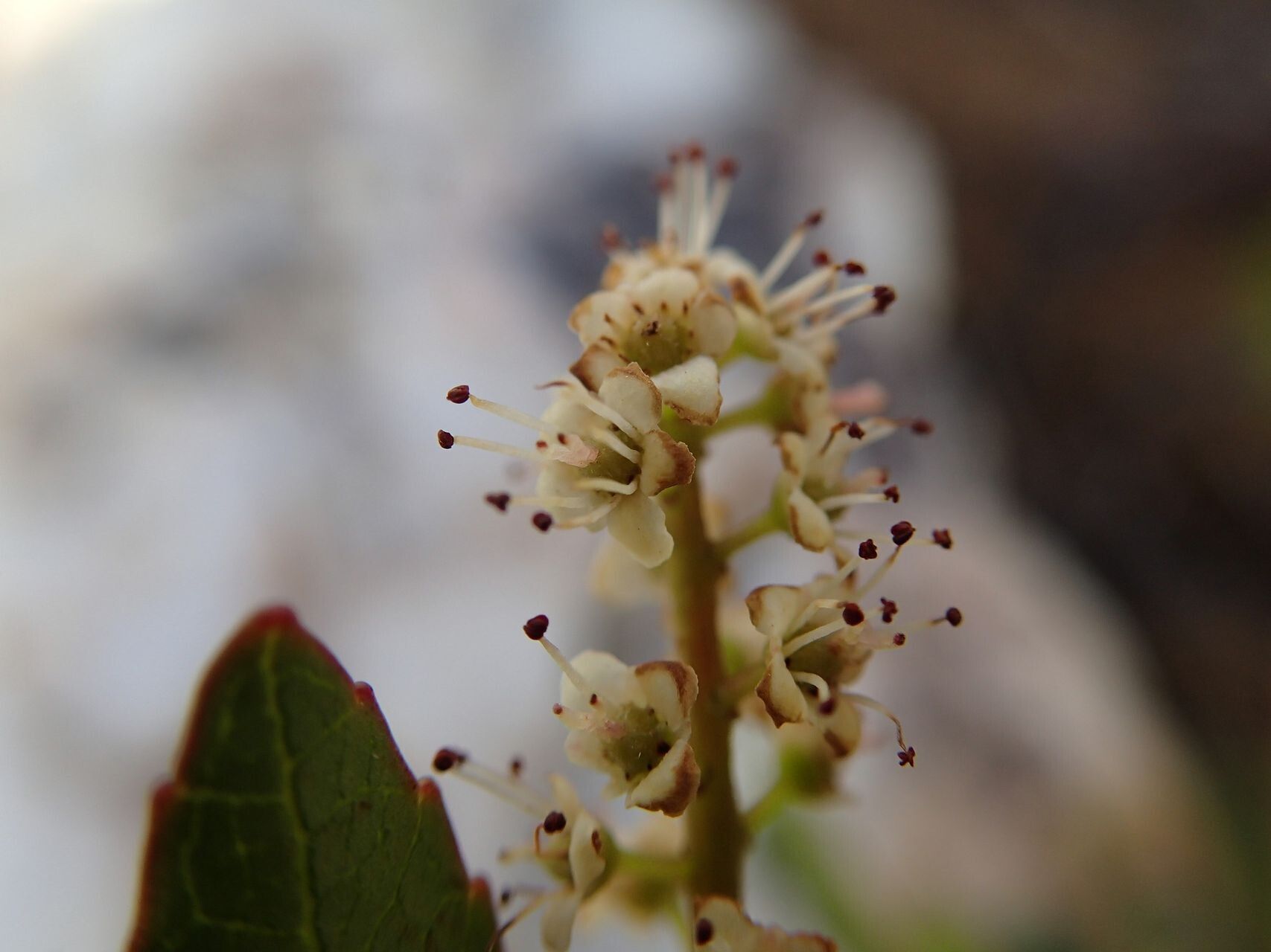 Cunonia pulchella