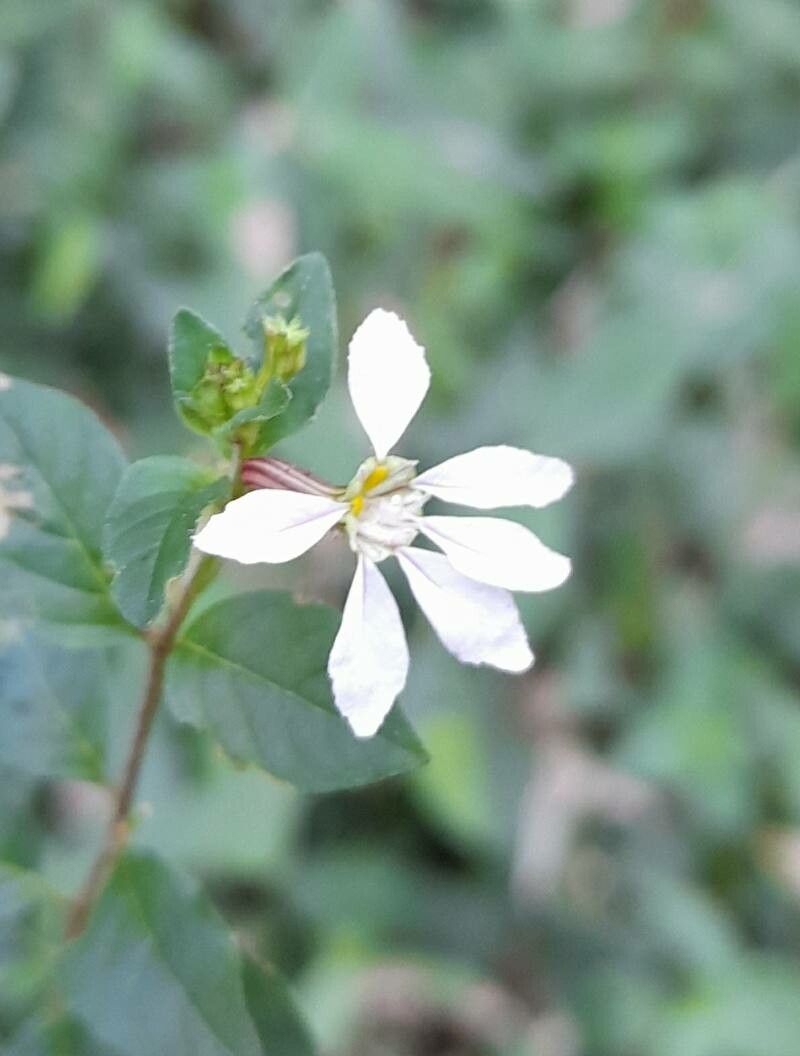 Cuphea campylocentra