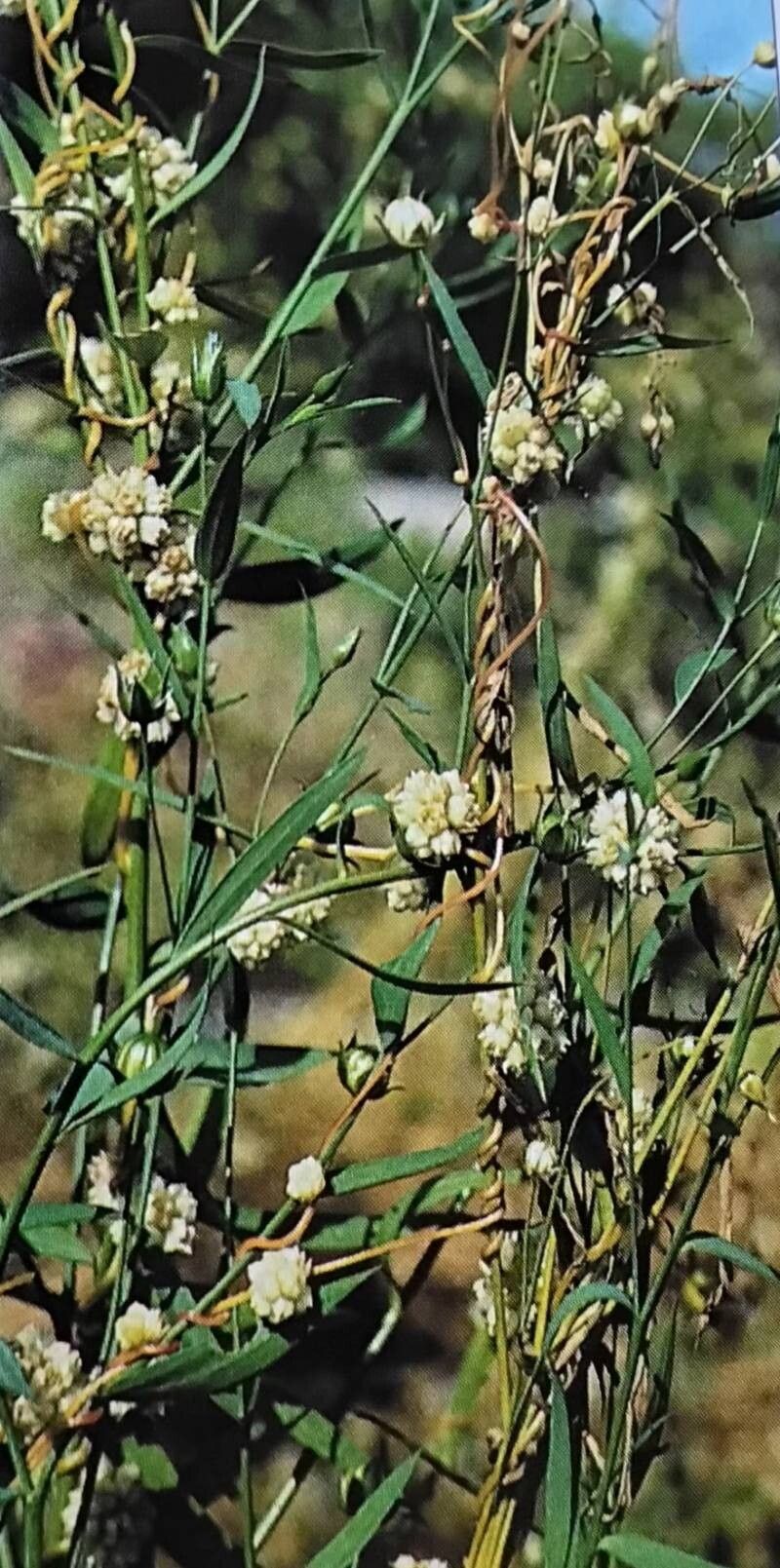 Cuscuta epilinum