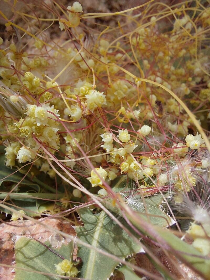 Cuscuta palaestina