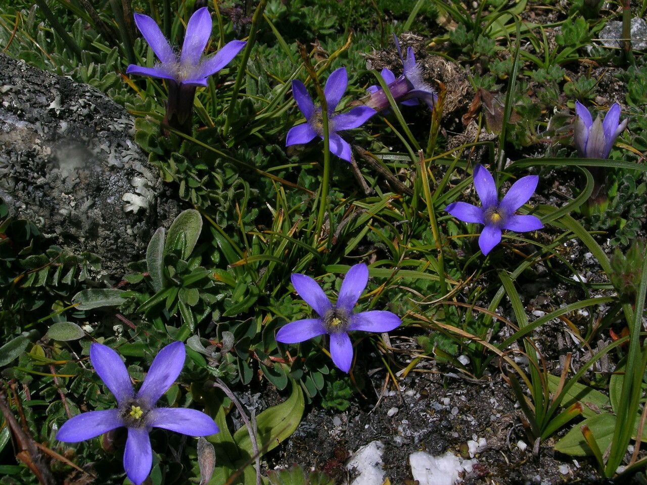 Cyananthus incanus