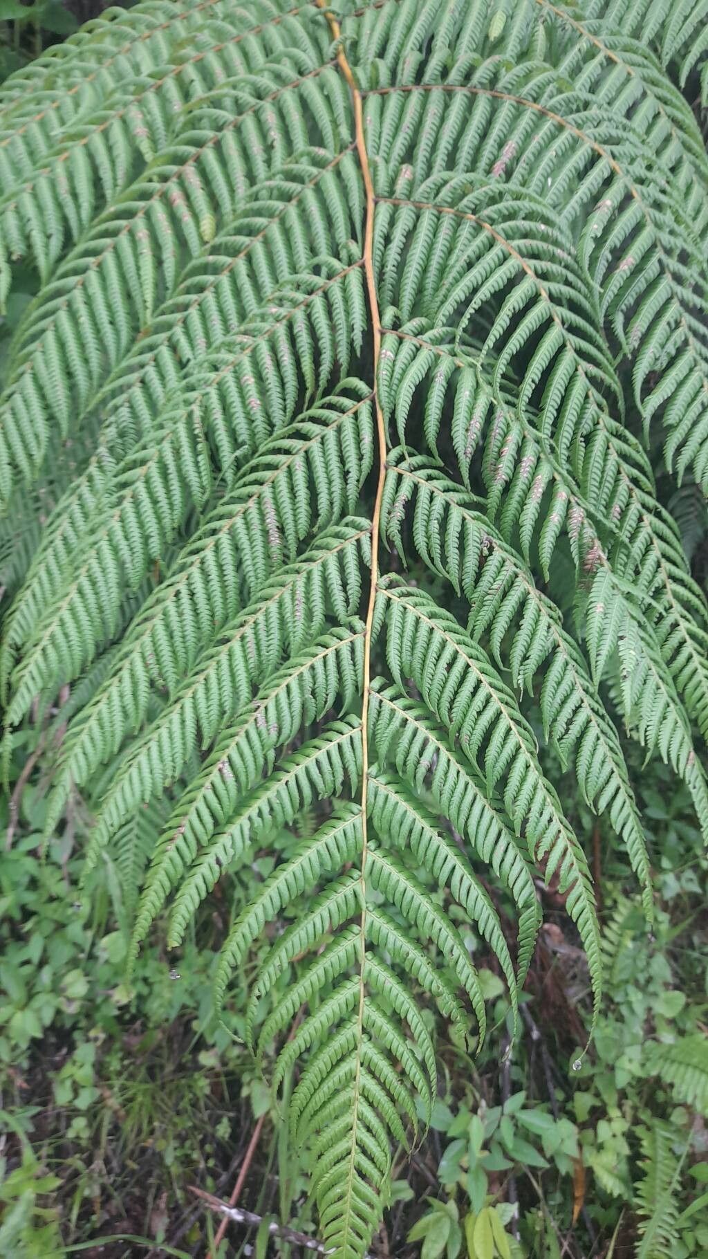 Cyathea poeppigii