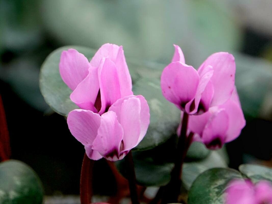 Cyclamen coum