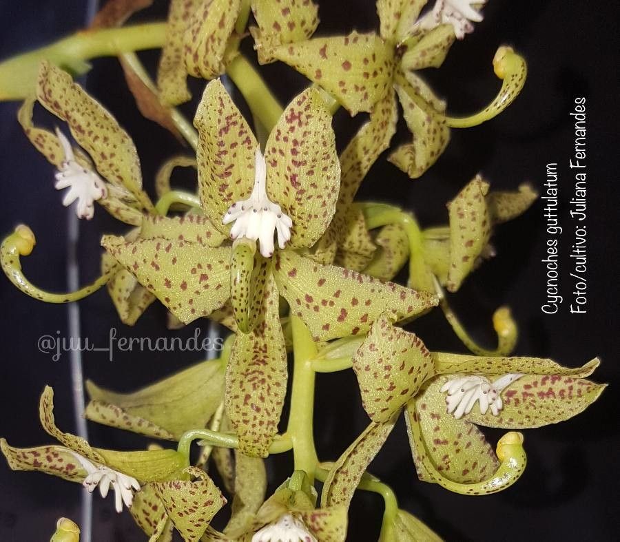 Cycnoches guttulatum