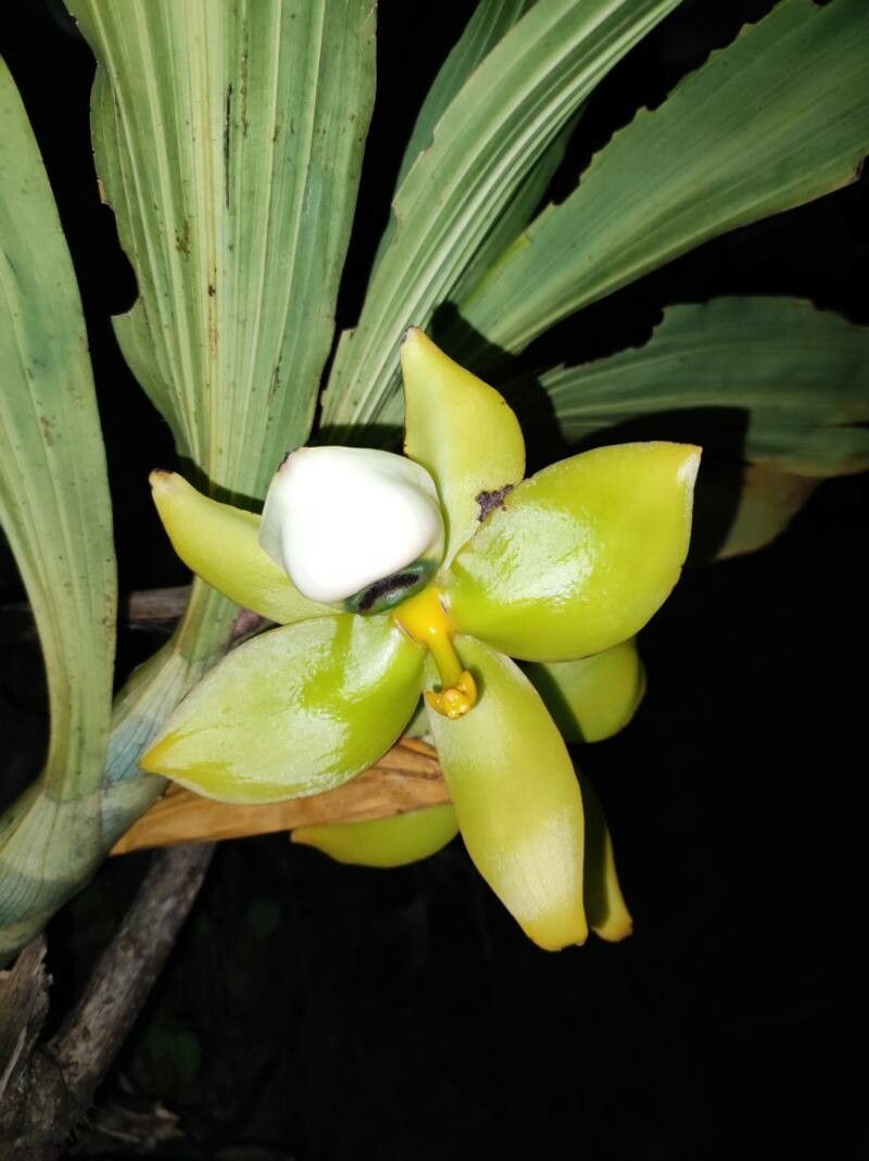 Cycnoches warszewiczii
