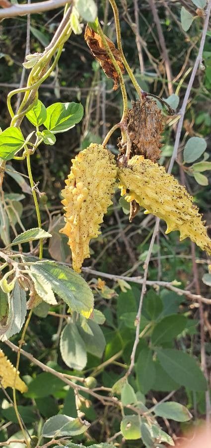 Cynanchum insipidum