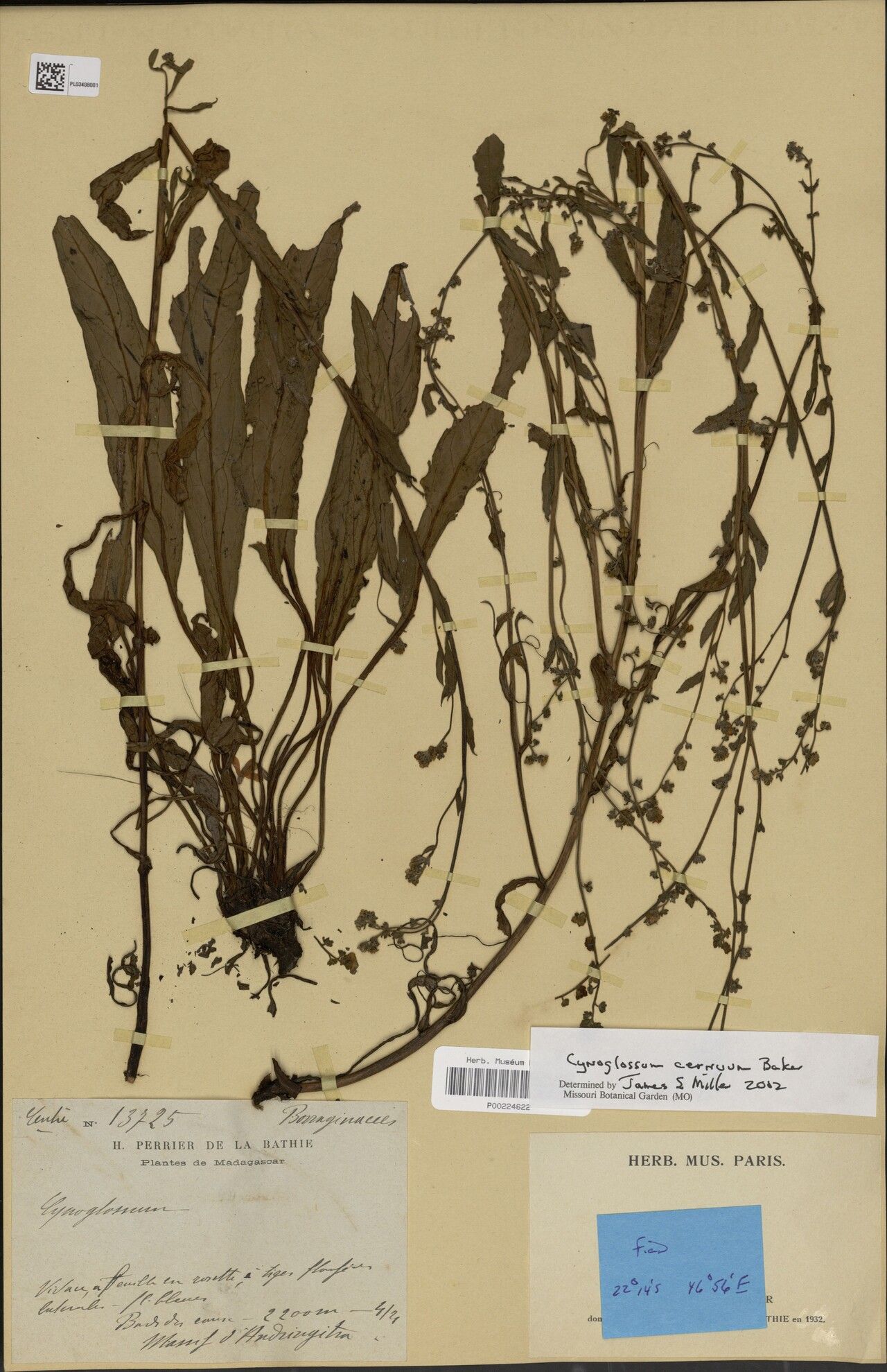 Cynoglossum cernuum