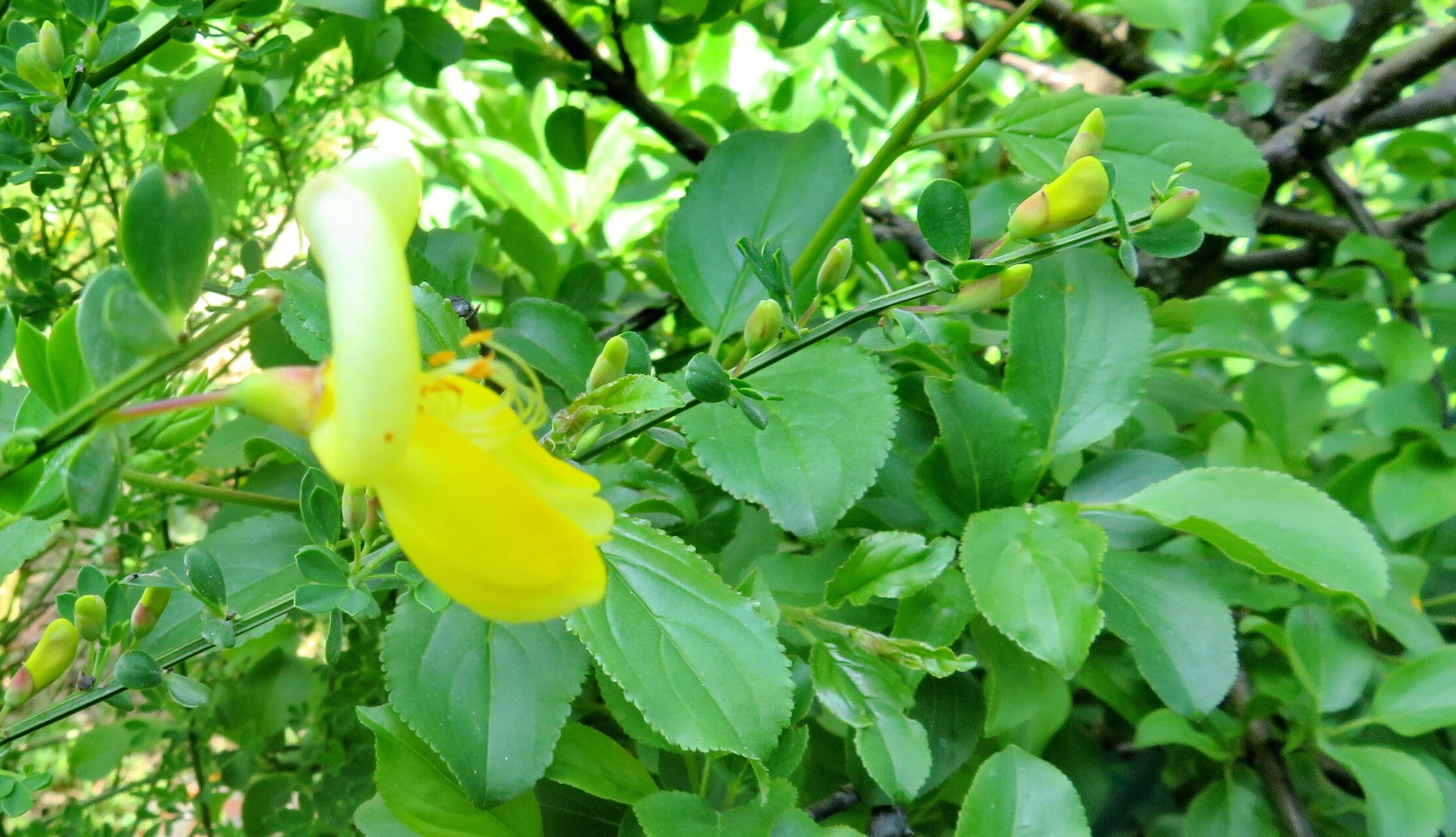 Cytisus grandiflorus