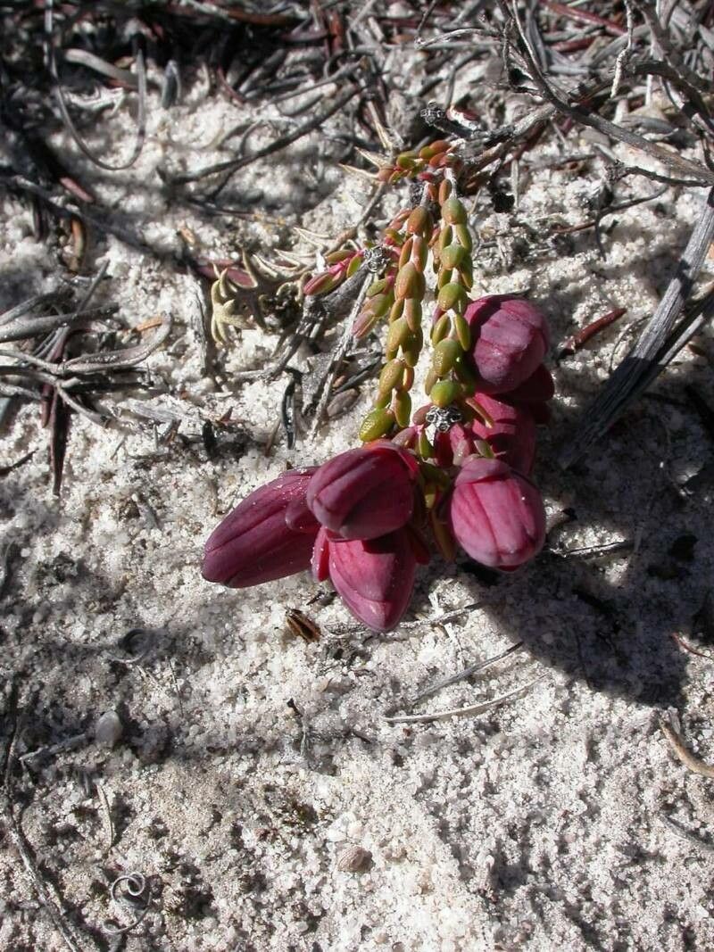 Darwinia speciosa