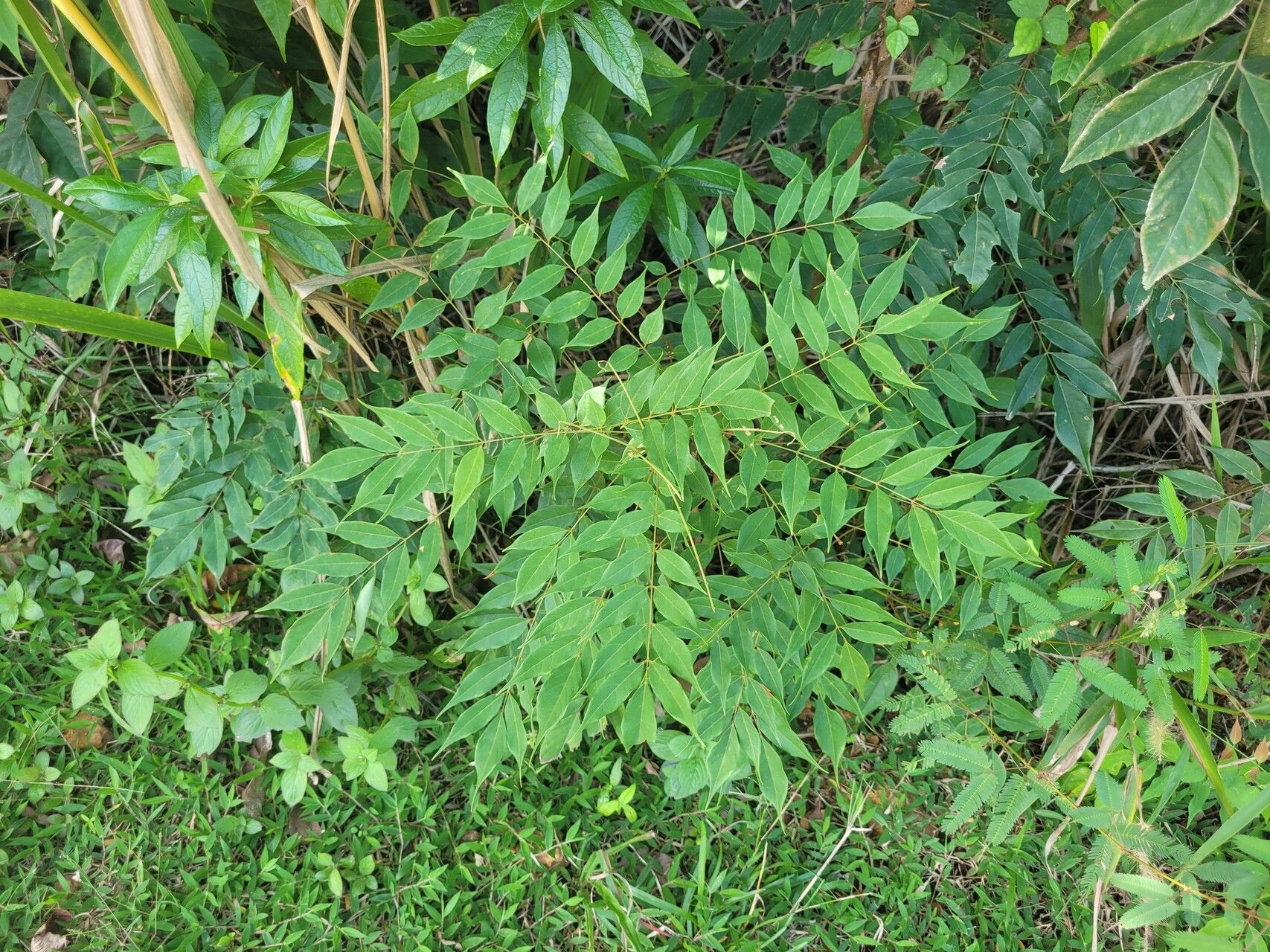 Deguelia spruceana