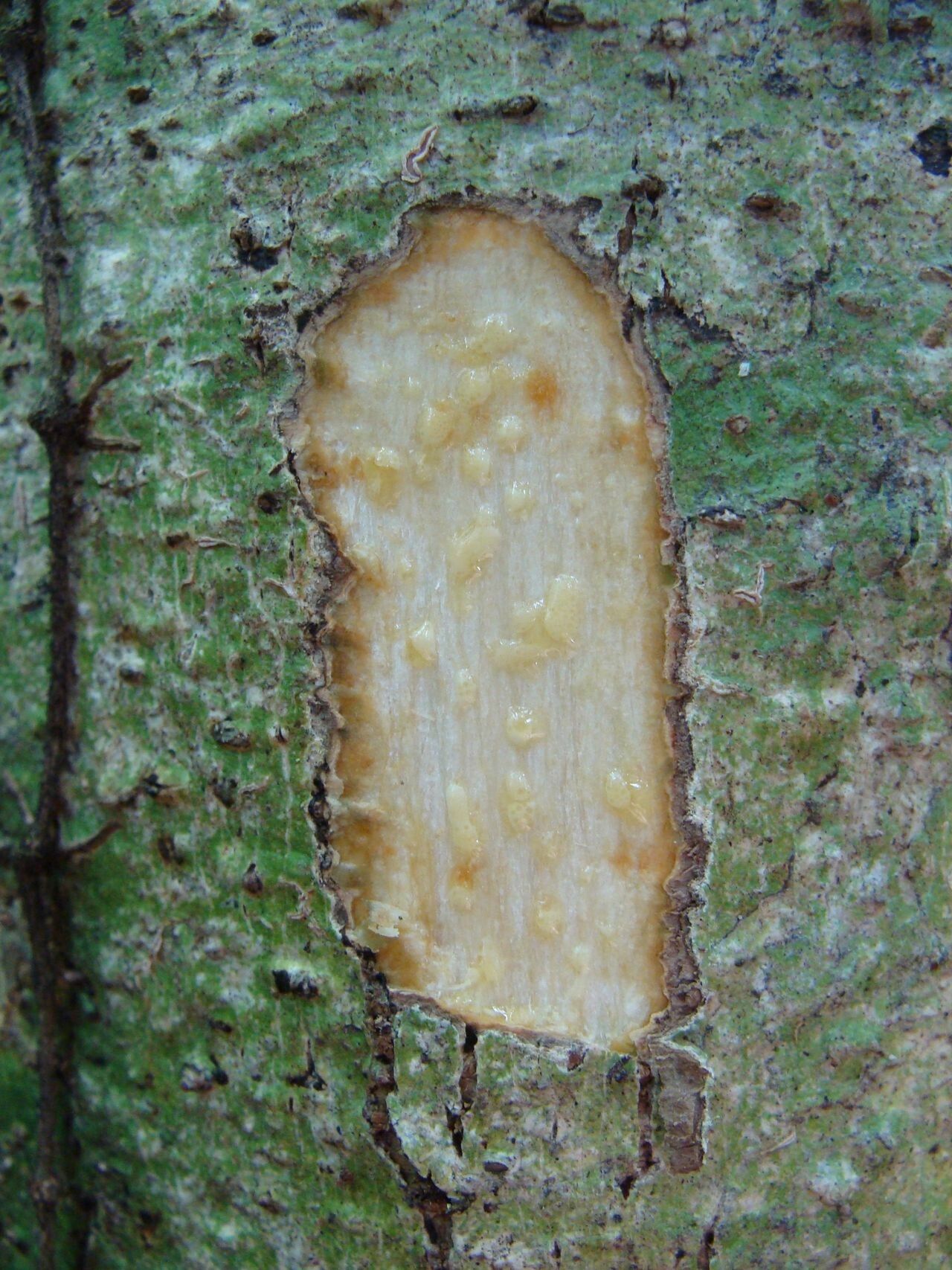 Delarbrea harmsii