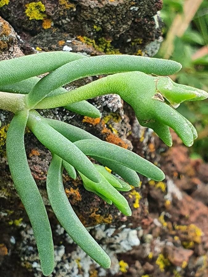 Delosperma nakurense