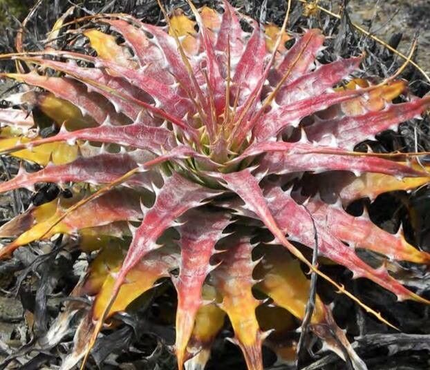 Deuterocohnia chrysantha